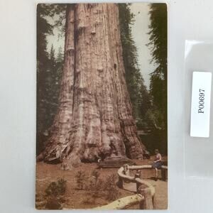 Sequoia National Park California Union Oil Company 1940 Postcard General Sherman